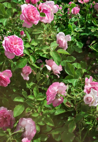 Field of pink awesome roses