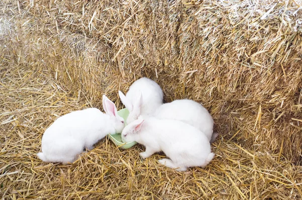 Three rabbits on a farm