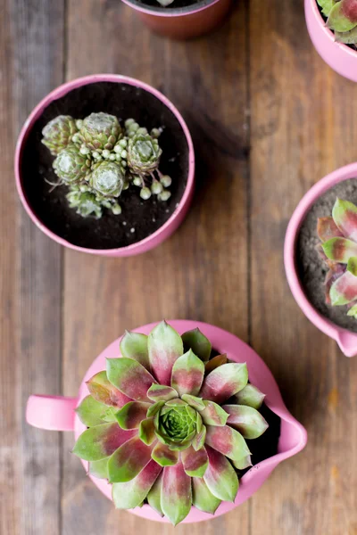 Succulents in diy concrete pots painted in pink on wood table background