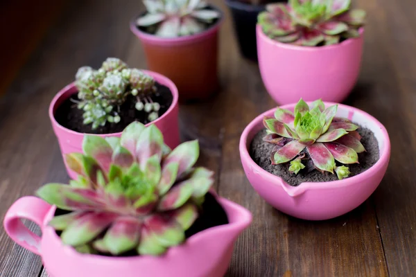 Succulents in diy concrete pots painted in pink on wood table background