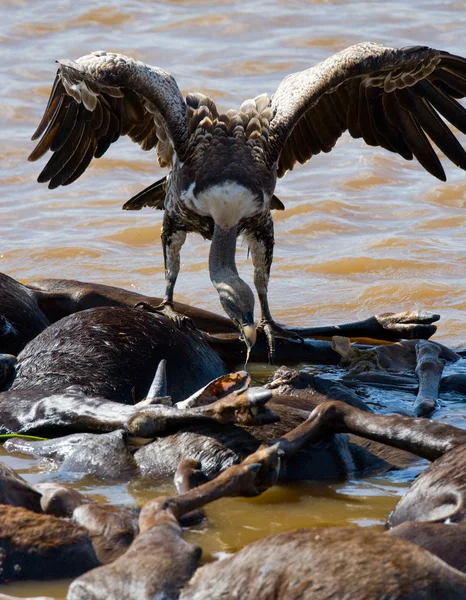 Predatory bird eating prey by the river