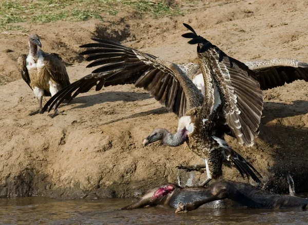 Predatory birds eating prey by the river