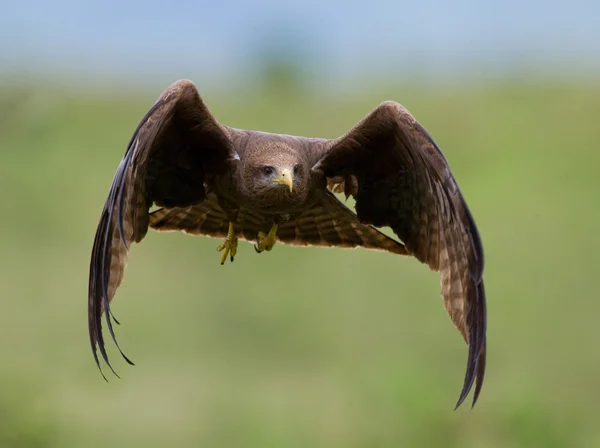 Predatory bird flies to prey
