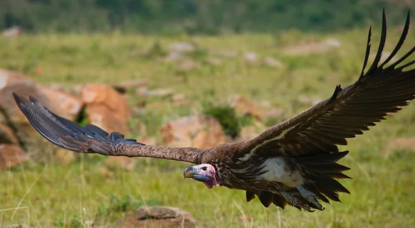 Predatory bird  in flight