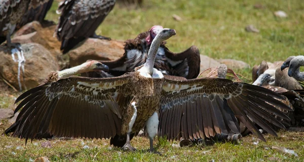 Predatory birds eating the prey