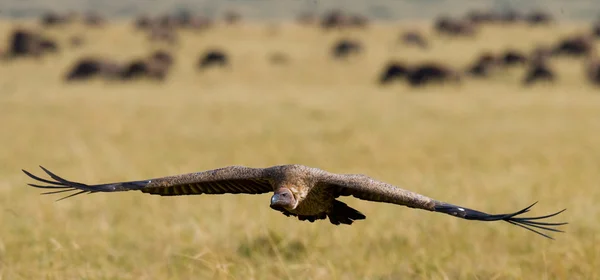 Predatory bird  in flight
