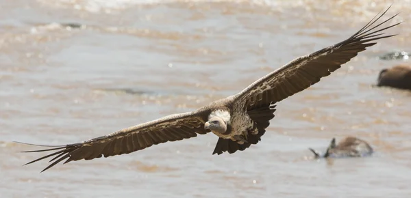 Predatory bird  in flight