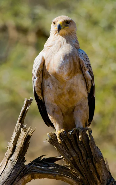 Predatory African bird on a tree