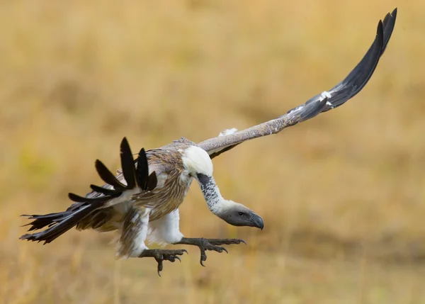 Predatory bird  in flight