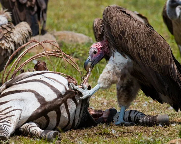Predatory birds eating the prey