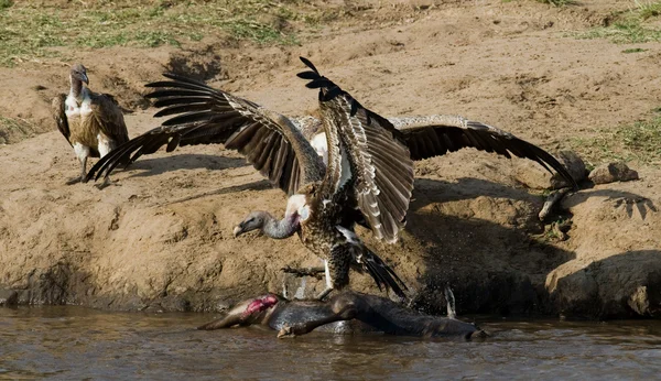 Predatory birds eating prey by the river