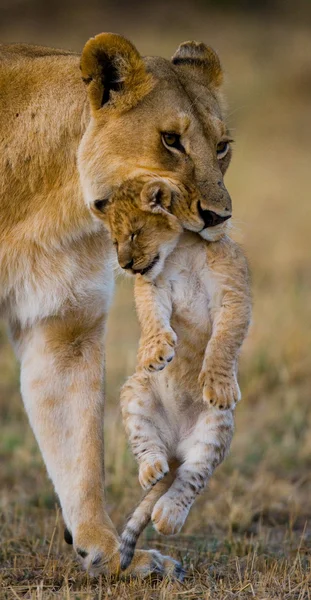 Two young lion in the savanna