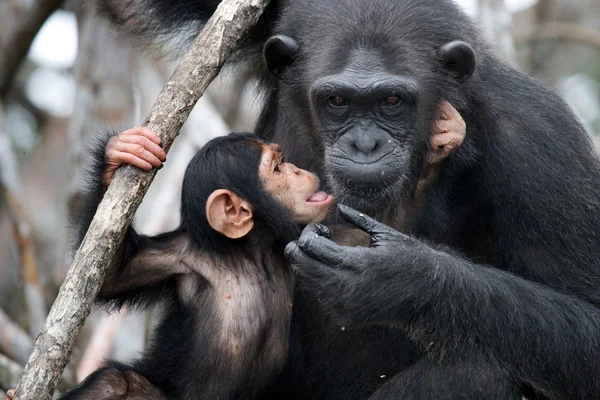Two Young Chimpanzee