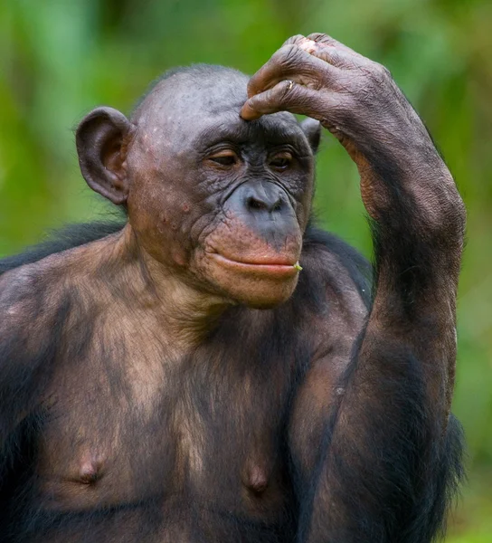 Young Chimpanzee close up