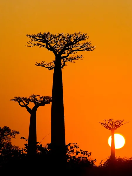 Baobabs at sunrise background