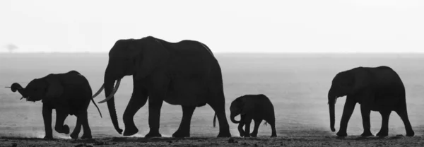 Elephants on black and white photo