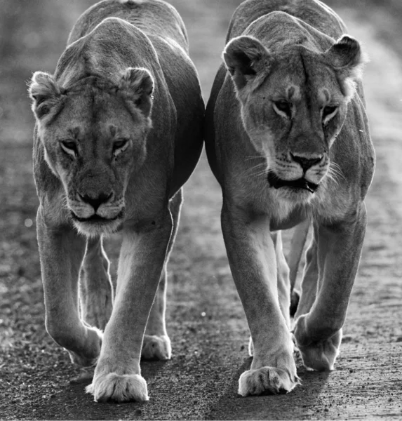Lions on black and white photo