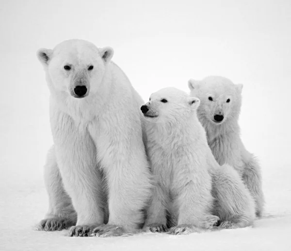 White polar bears