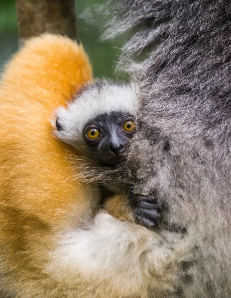 Baby lemur close up