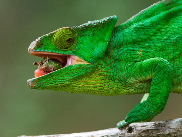 Chameleon on the branch close up