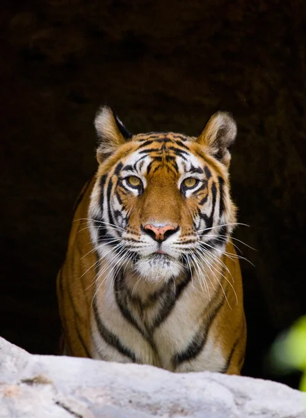 Young tiger outdoors