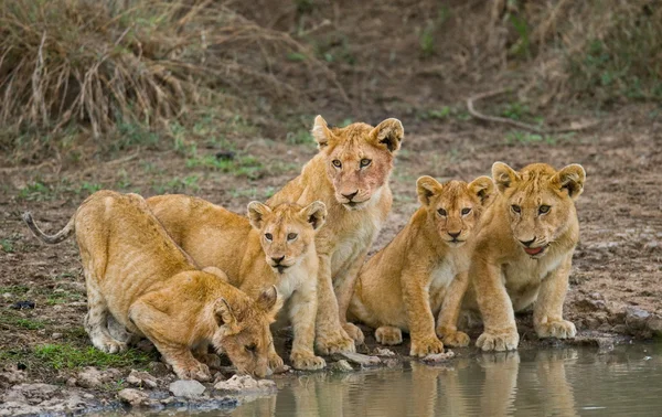 Little lions drinking water