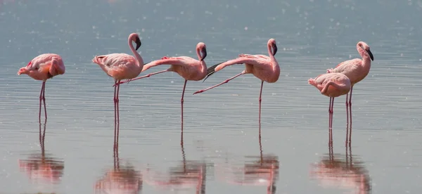 Pink flamingos outdoors