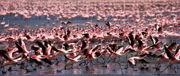 Pink flamingos outdoors