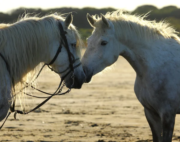 Portrait of gorgeous horses,