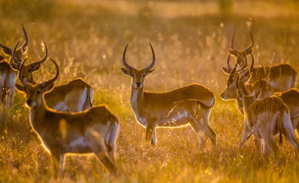 Herd of gazelles grazing in savanna
