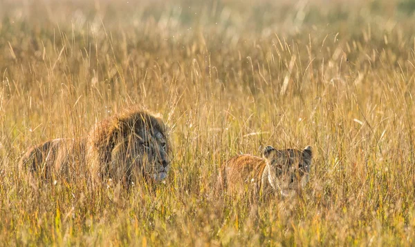 Lions family hunting together