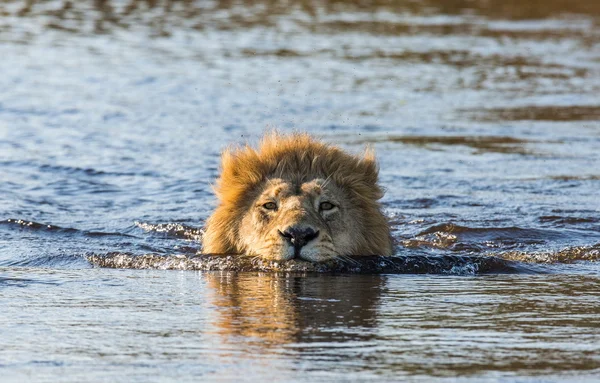 Lion swimming in river,