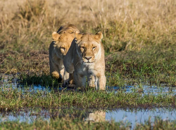 Two lions hunting in savanna swamp