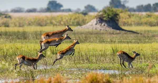 Herd of african deers running
