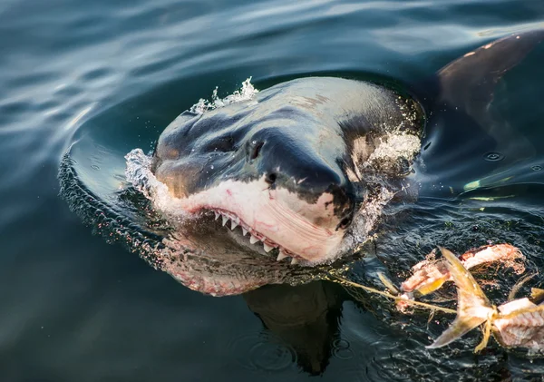 Great White Shark (Carcharodon carcharias)