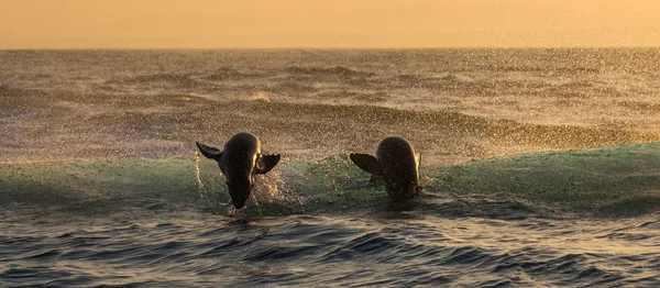 Sea lions jumping between waves