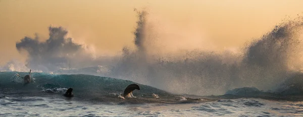 Sea lions jumping between waves