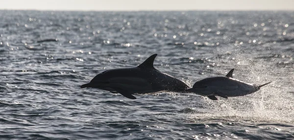 Two Jumping dolphins