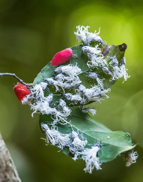 Strange pink insects