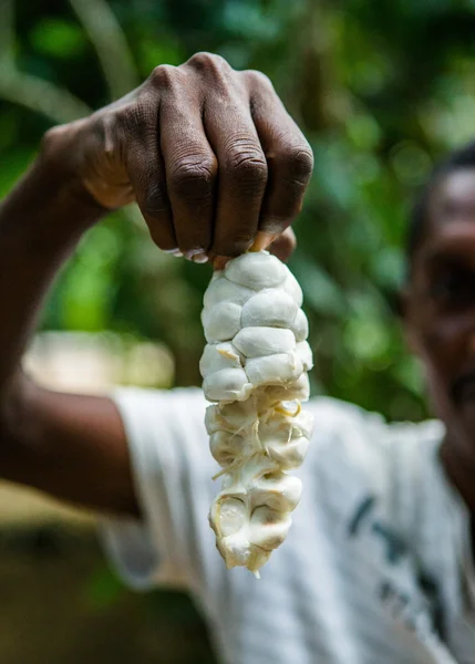 Man holding opened cocoa pod