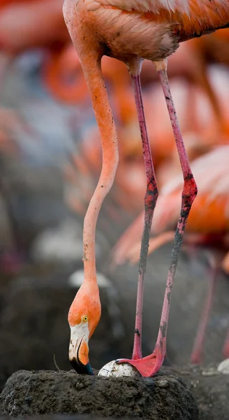 The pink Caribbean flamingos