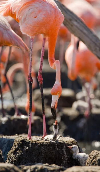 The pink Caribbean flamingos