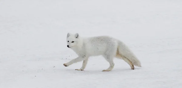 Arctic fox in Canadian Arctic