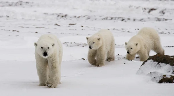Mother polar bear with two kids bears