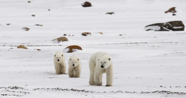 Mother polar bear with two kids bears