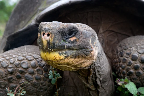 Galapagos giant tortoise,