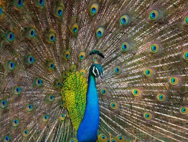 Peacock in the wild on the island