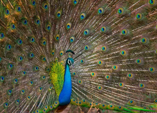 Peacock in the wild on the island