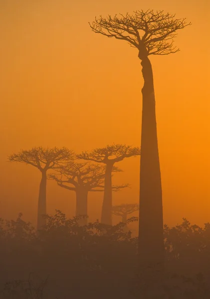 Beautiful Baobab trees