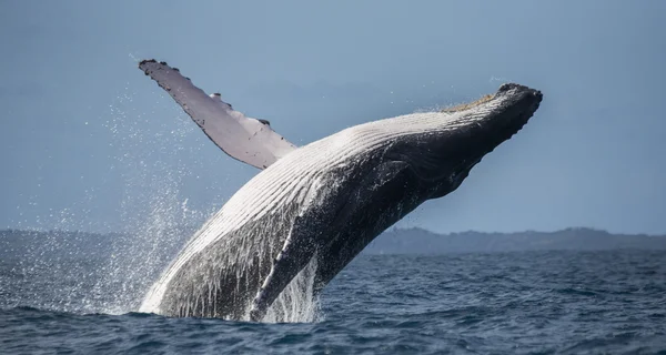 Whale jumping in the air